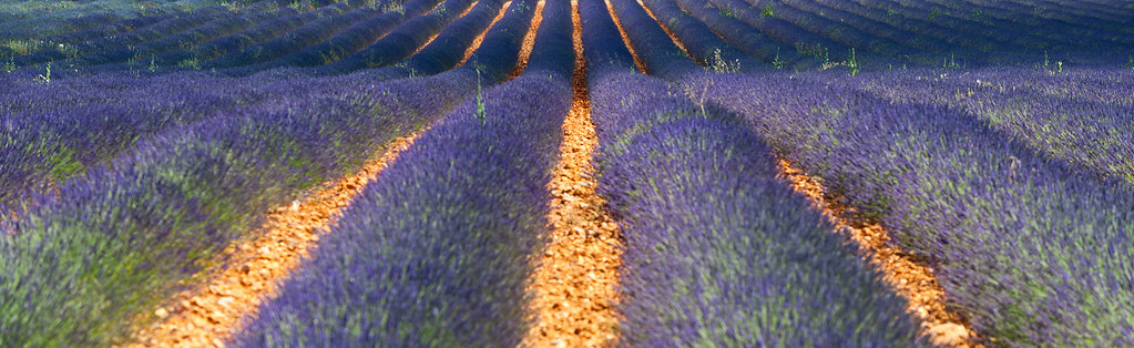 Plateau Valensole