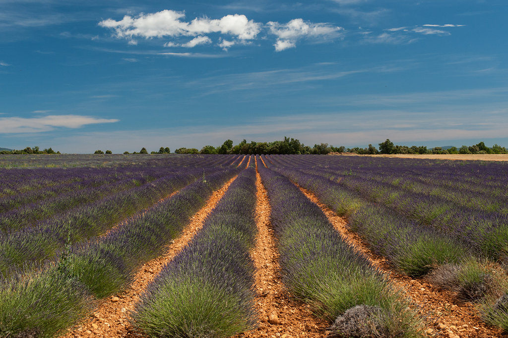 Plateau Valensole