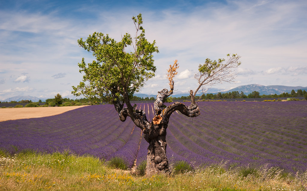 Plateau Valensole