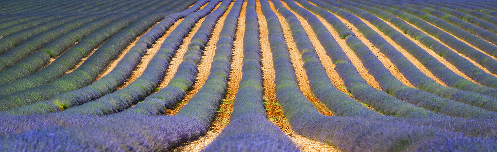 Plateau Valensole