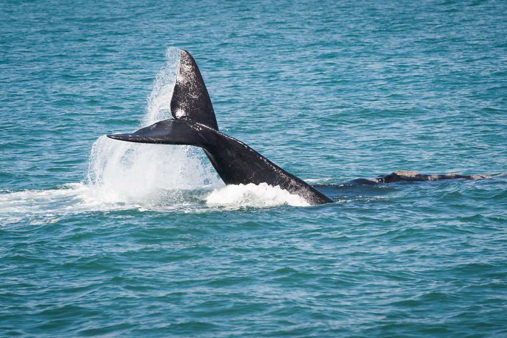 Hermanus, Southern Right Whale (Südkaper)