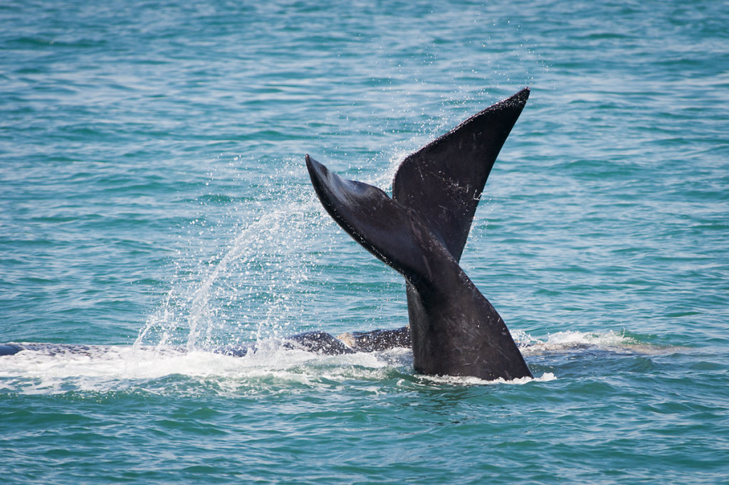 Hermanus, Southern Right Whale (Südkaper)