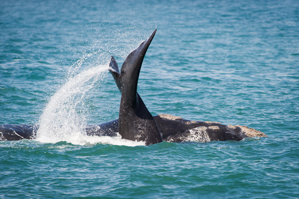 Hermanus, Southern Right Whale (Südkaper)