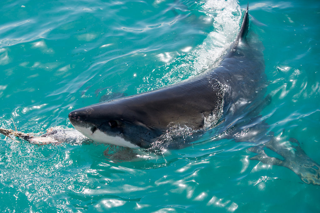 Kleinbaii, Shark Cage Diving