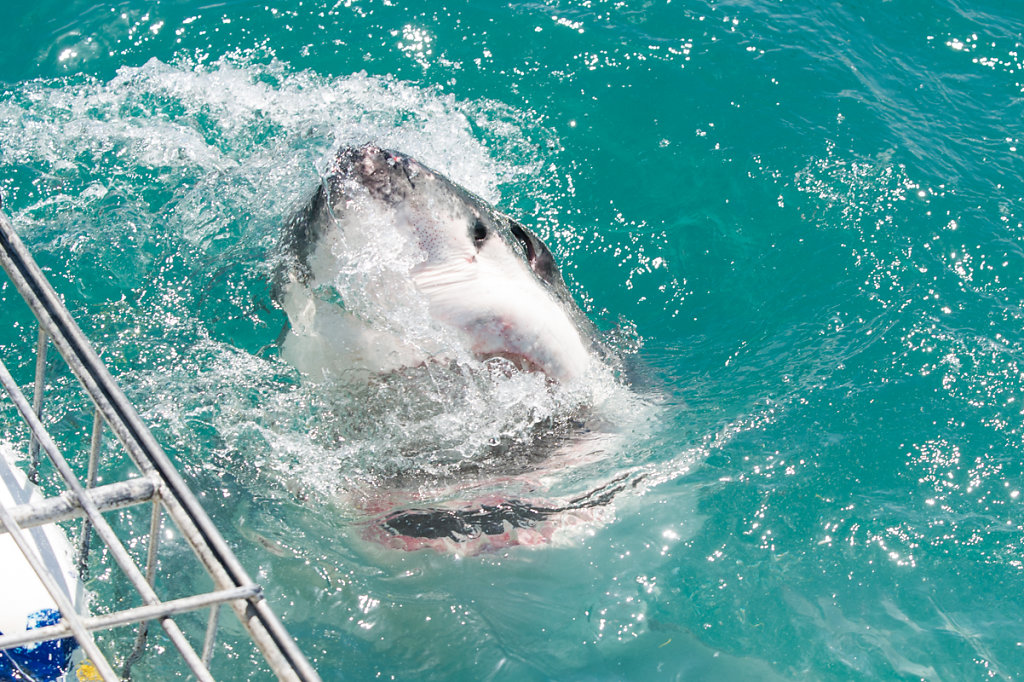 Kleinbaii, Shark Cage Diving
