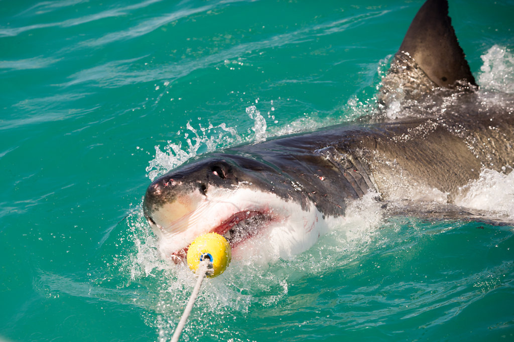 Kleinbaii, Shark Cage Diving