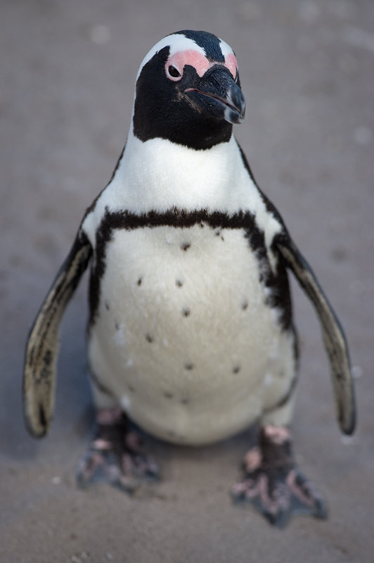 Betty's Bay, Stony Point Penguin Colony