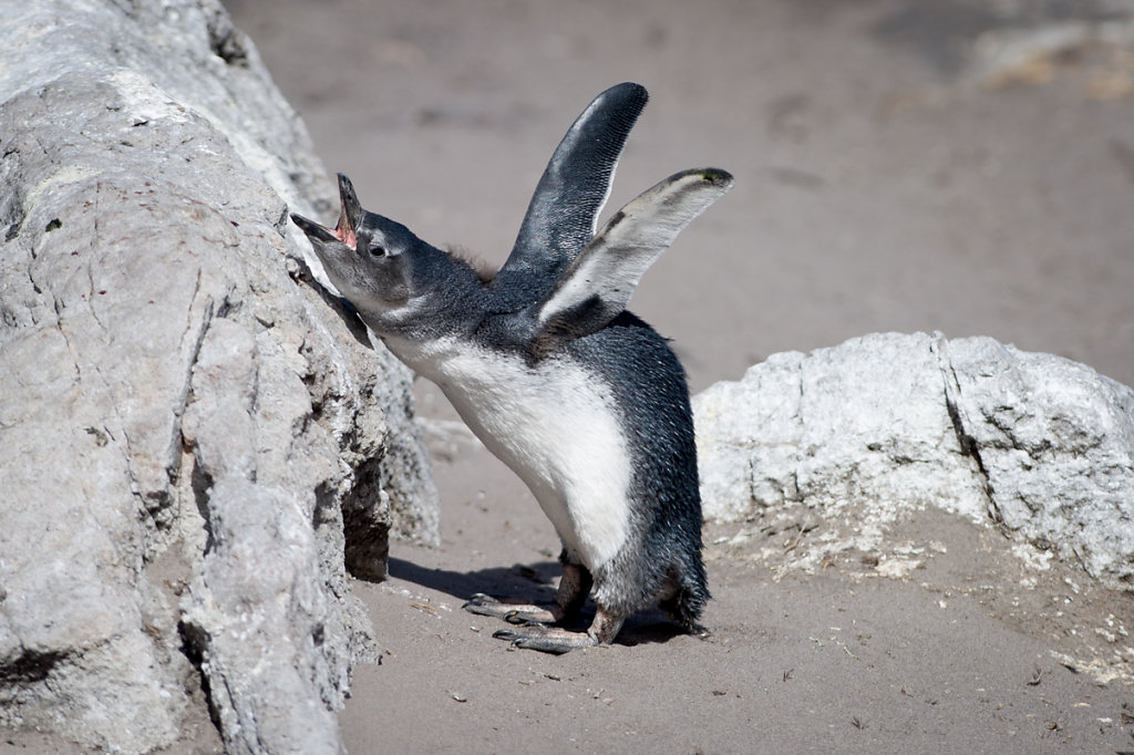 Betty's Bay, Stony Point Penguin Colony