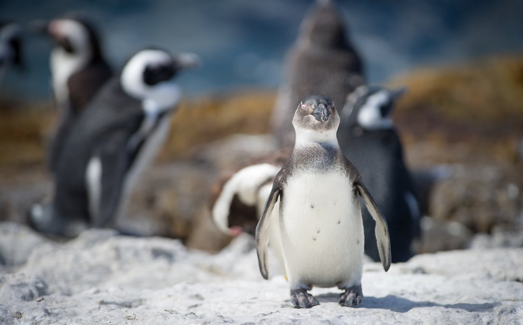 Betty's Bay, Stony Point Penguin Colony