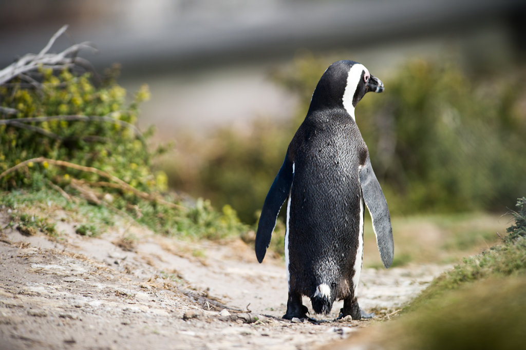 Betty's Bay, Stony Point Penguin Colony