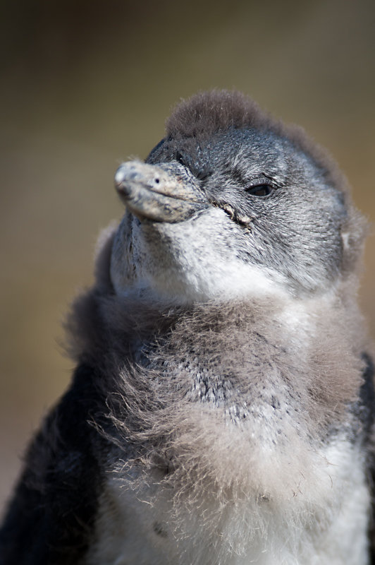 Betty's Bay, Stony Point Penguin Colony