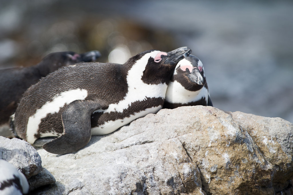 Betty's Bay, Stony Point Penguin Colony