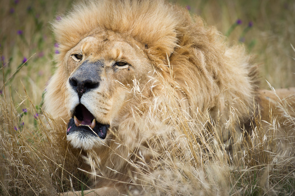 Paarl, Drakenstein Lion Park