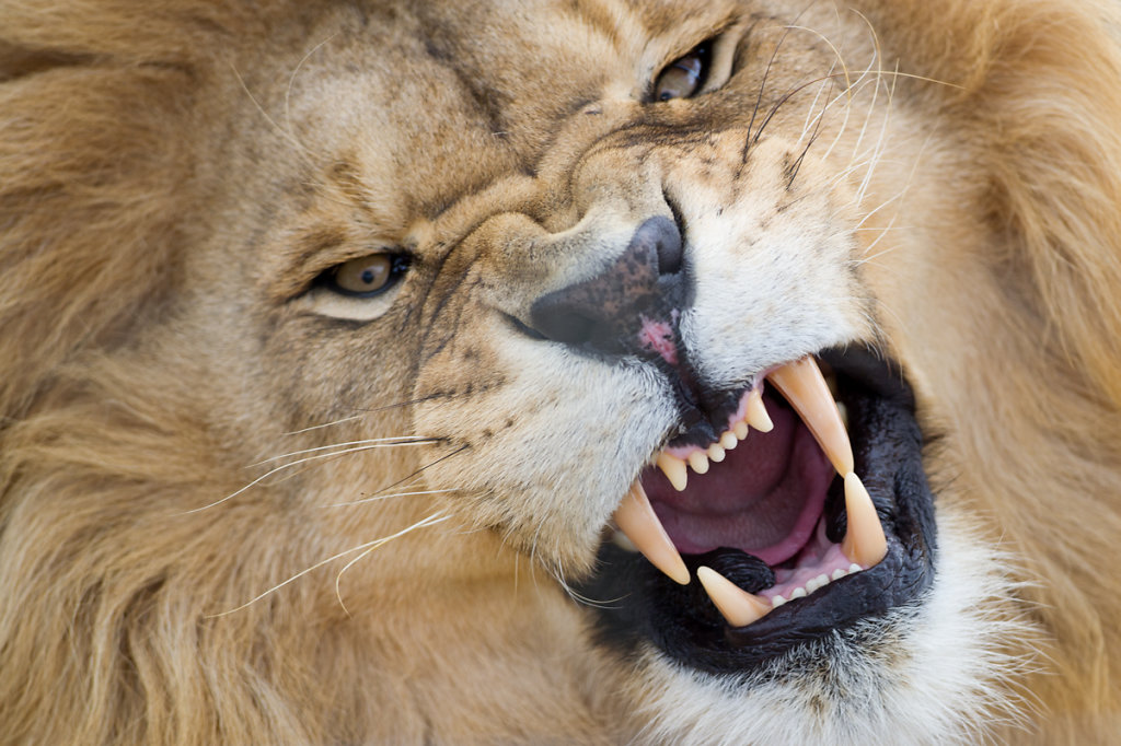 Paarl, Drakenstein Lion Park