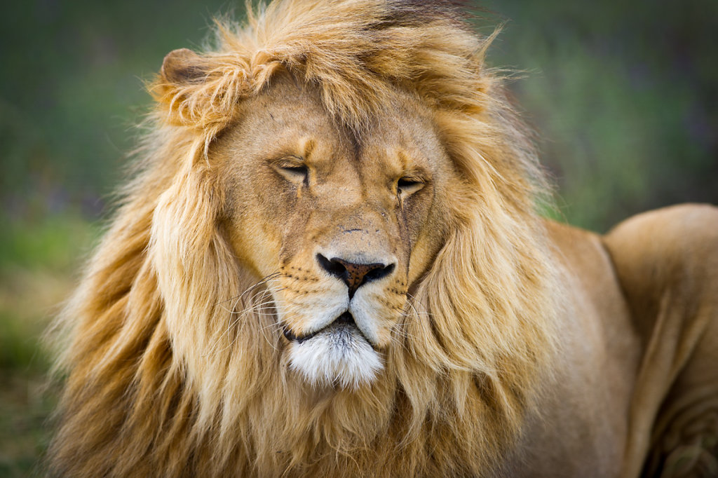 Paarl, Drakenstein Lion Park