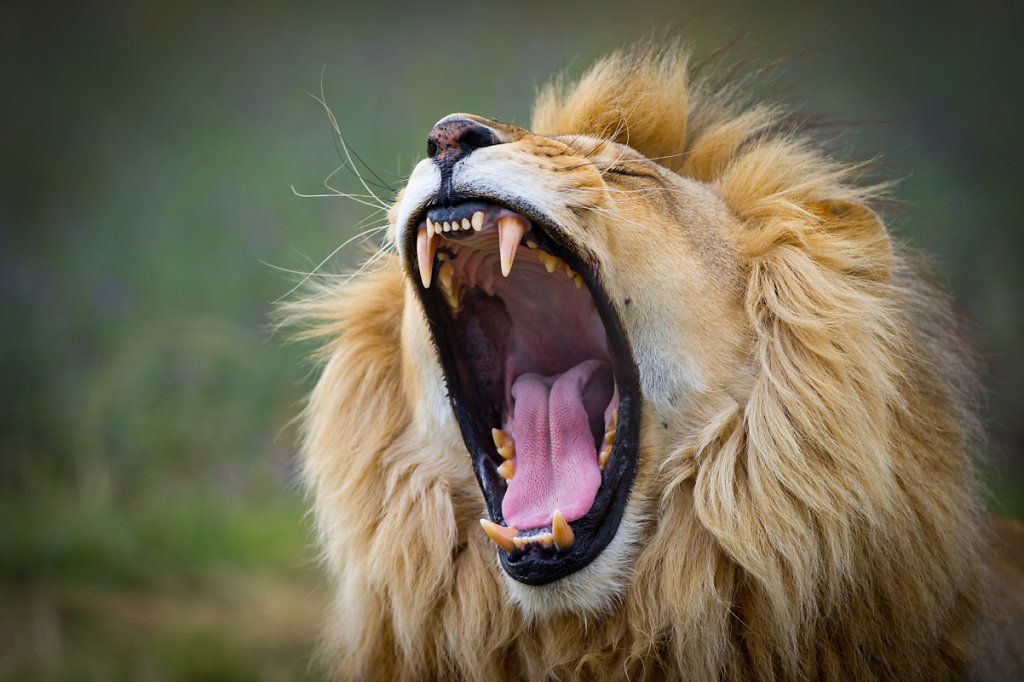 Paarl, Drakenstein Lion Park