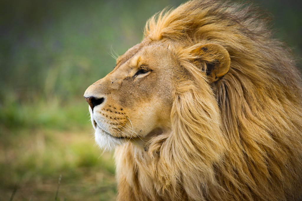 Paarl, Drakenstein Lion Park