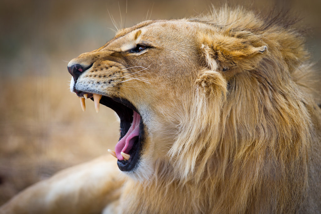 Paarl, Drakenstein Lion Park