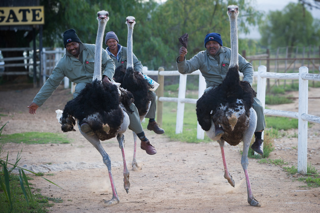 Oudtshoorn, Highgate Ostrich Show Farm
