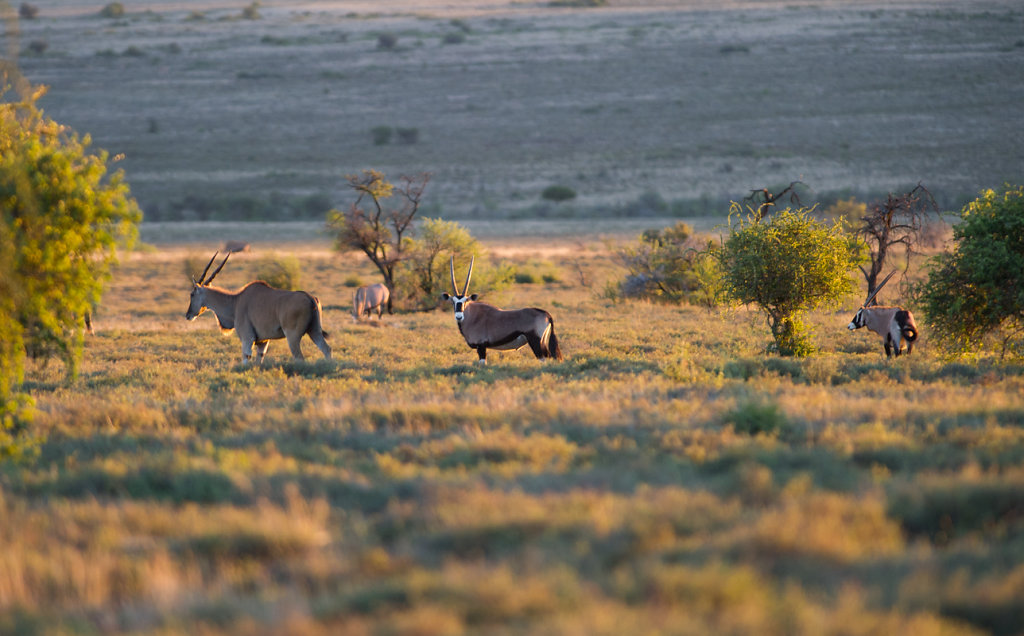 Samara Private Game Reserve