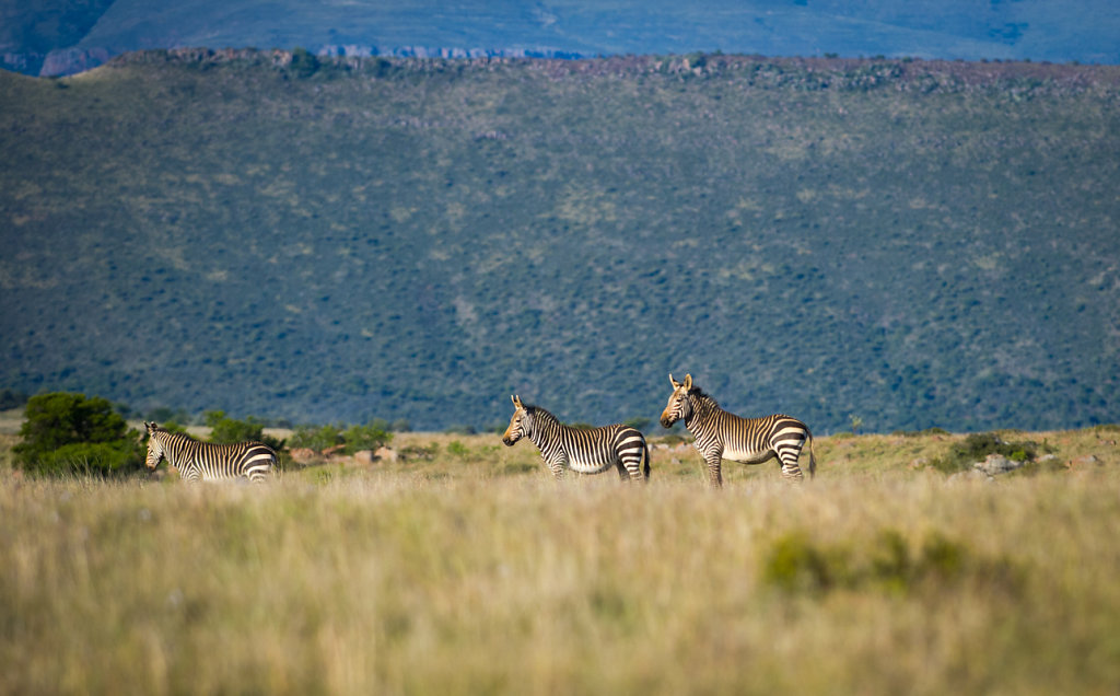 Samara Private Game Reserve