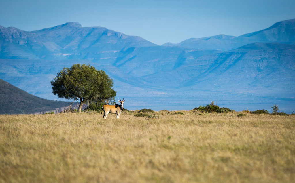 Samara Private Game Reserve