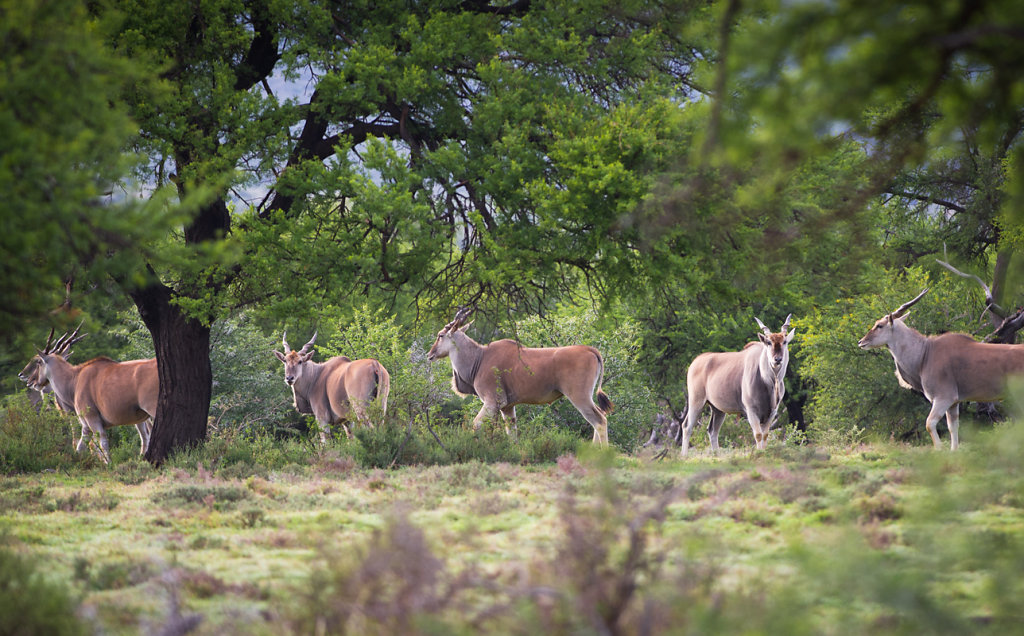 Samara Private Game Reserve