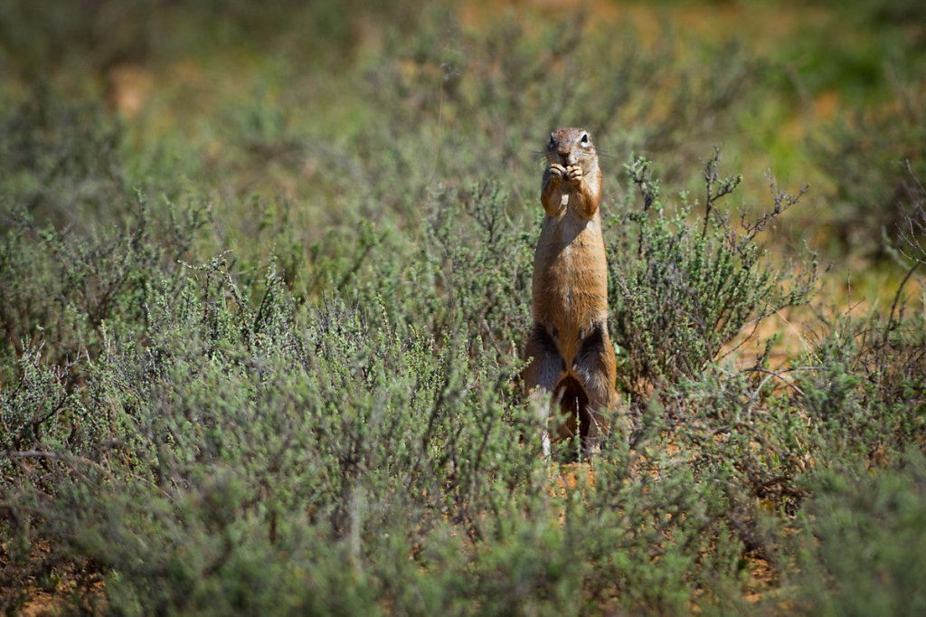 Samara Private Game Reserve