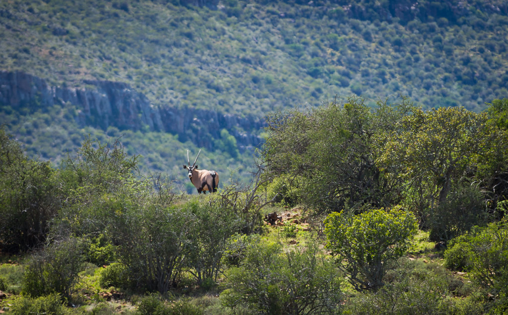 Samara Private Game Reserve