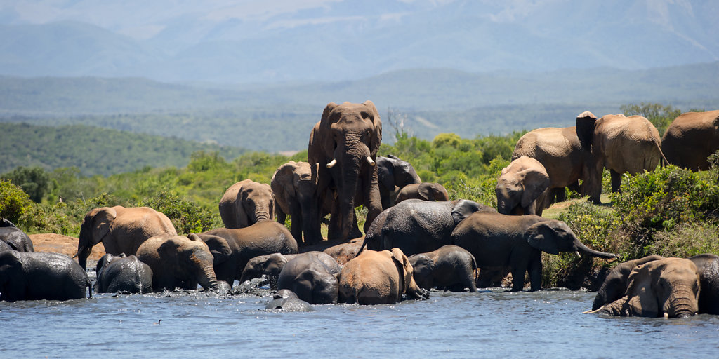 Addo Elephant National Park