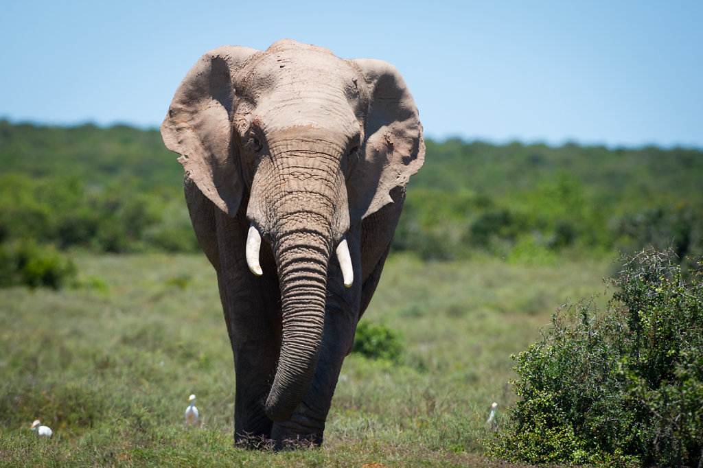 Addo Elephant National Park