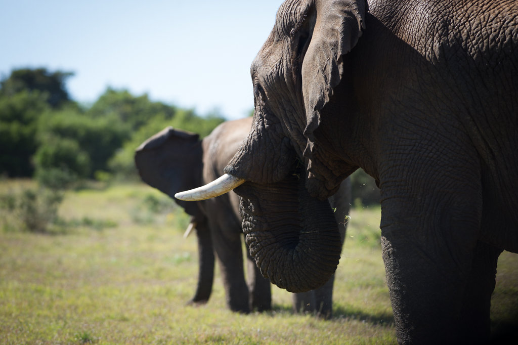 Schotia Safaris Private Game Reserve 