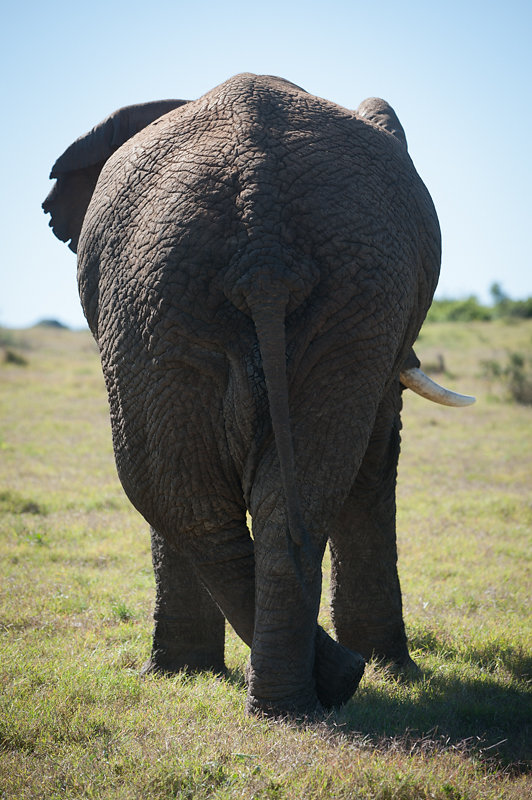 Schotia Safaris Private Game Reserve 