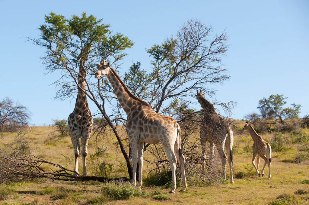 Schotia Safaris Private Game Reserve 