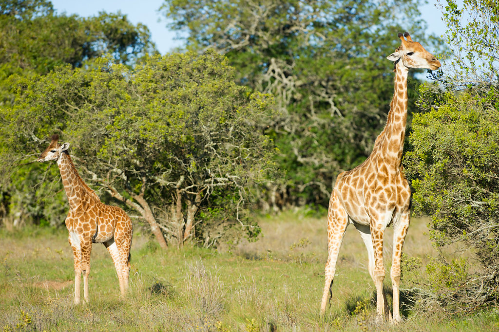 Schotia Safaris Private Game Reserve 