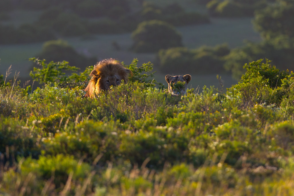 Schotia Safaris Private Game Reserve 