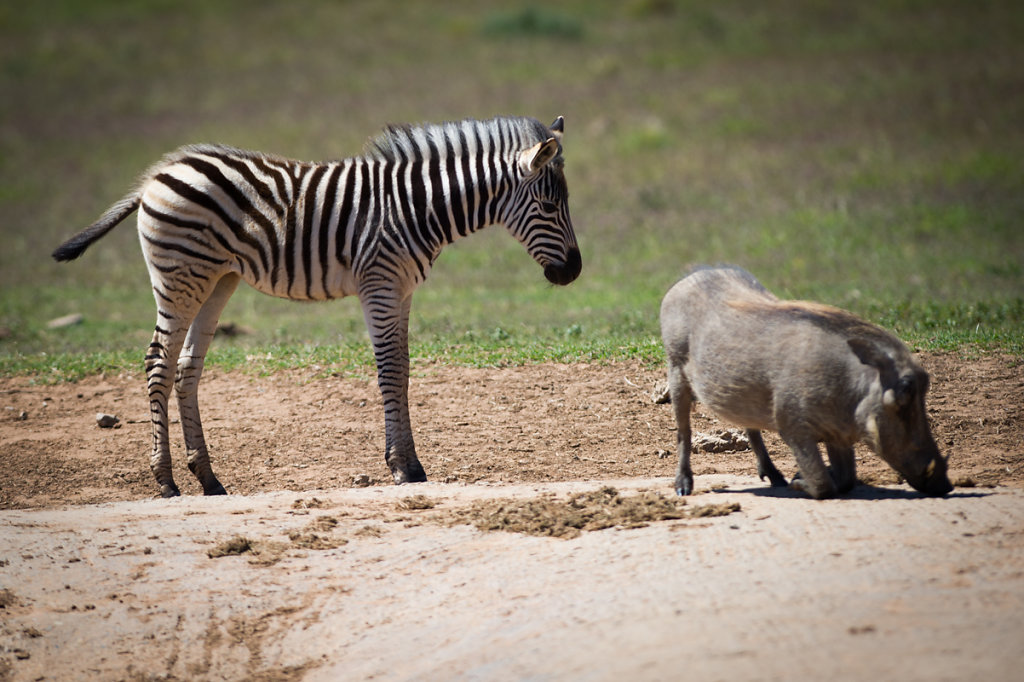 Addo Elephant National Park