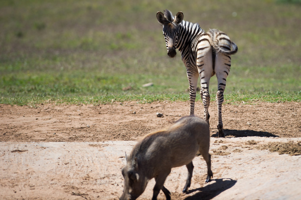 Addo Elephant National Park