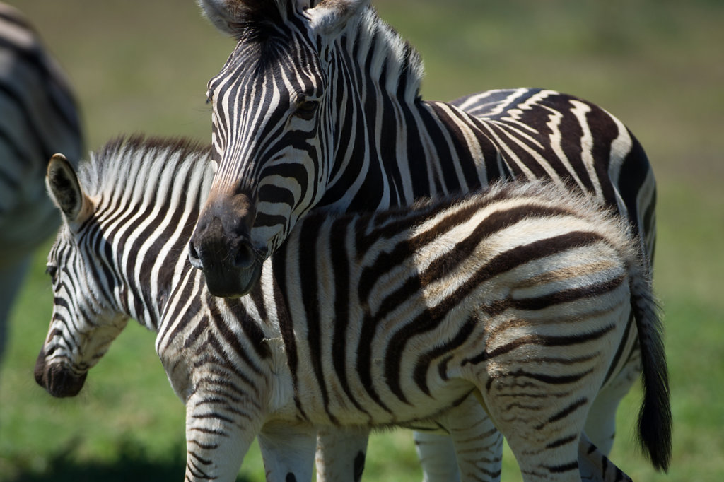 Addo Elephant National Park