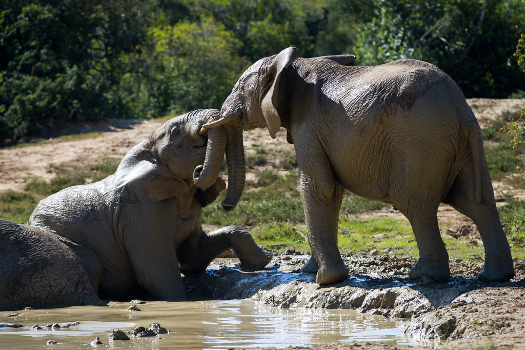 Addo Elephant National Park