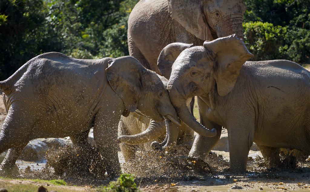 Addo Elephant National Park