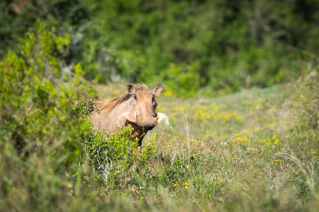 Addo Elephant National Park