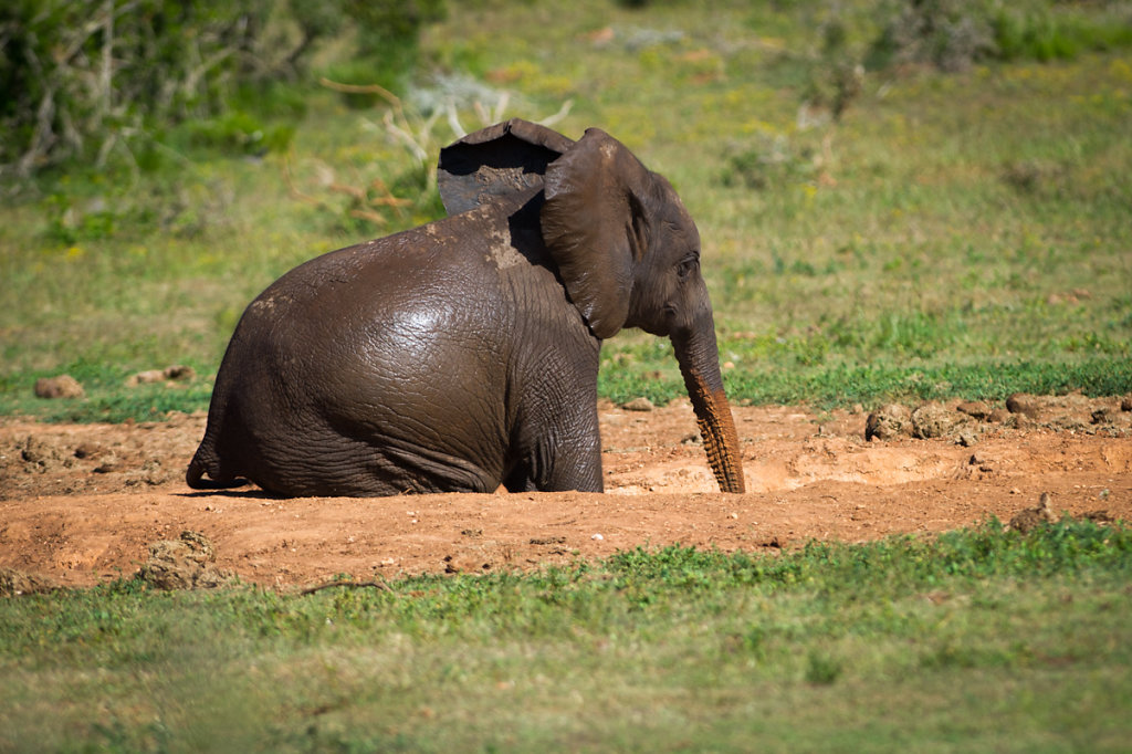 Addo Elephant National Park