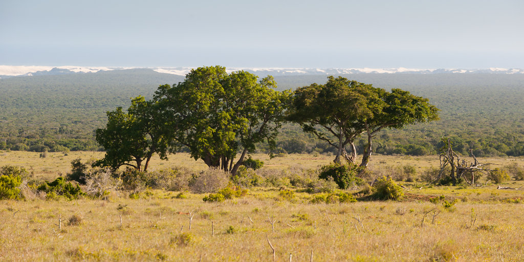 Addo Elephant National Park