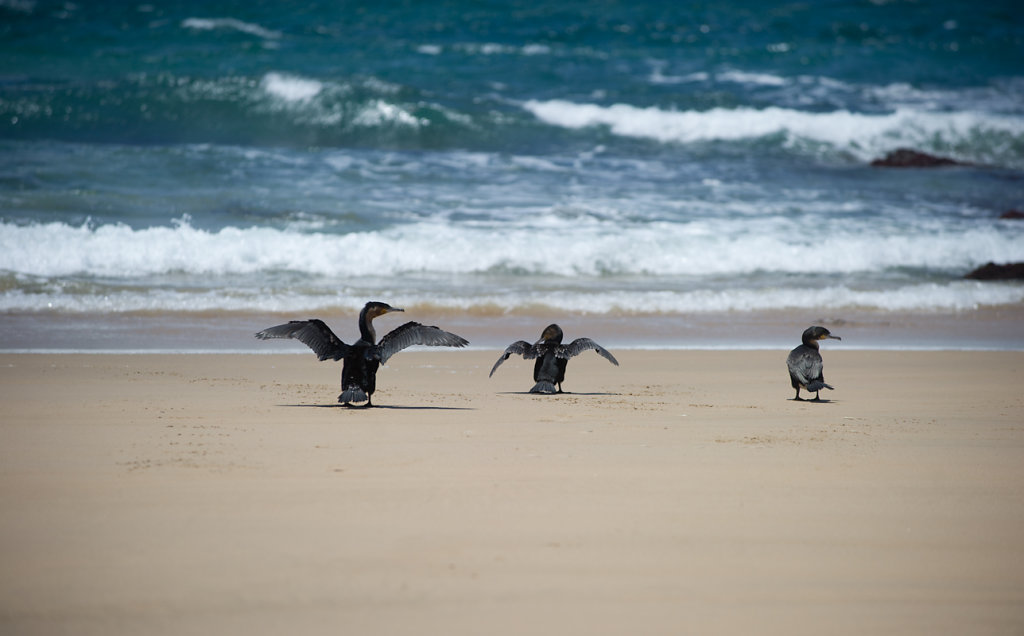 Plettenberg Bay, Robberg Nature Reserve