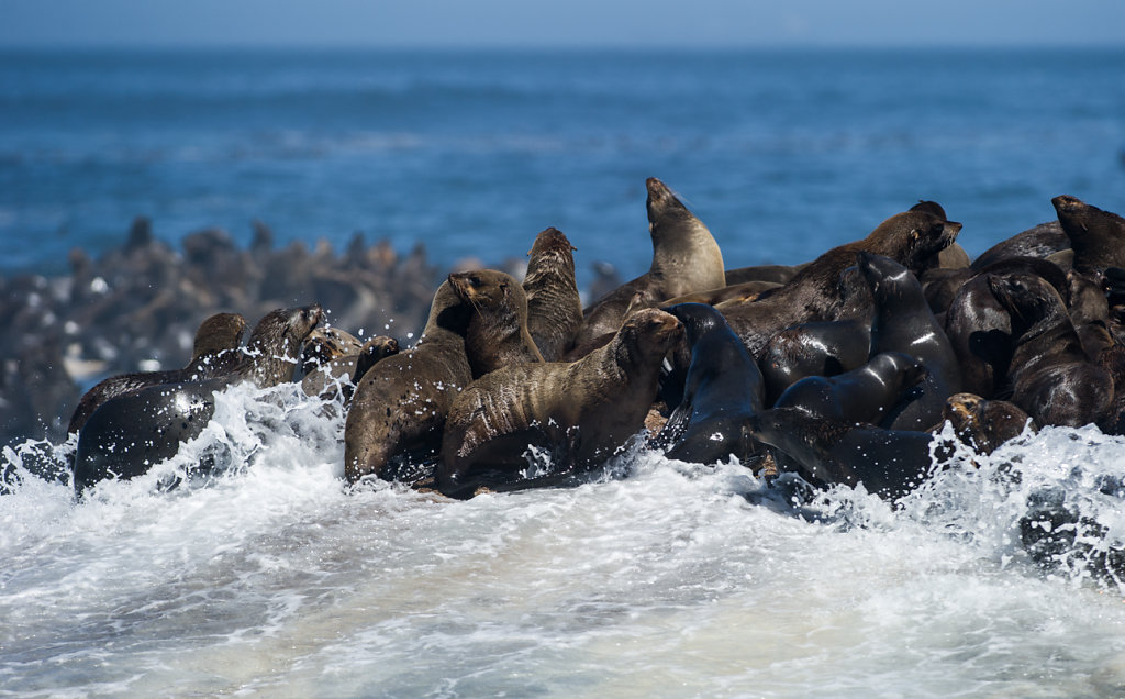 Hout Bay, Duiker Island