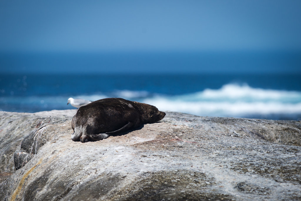 Hout Bay, Duiker Island