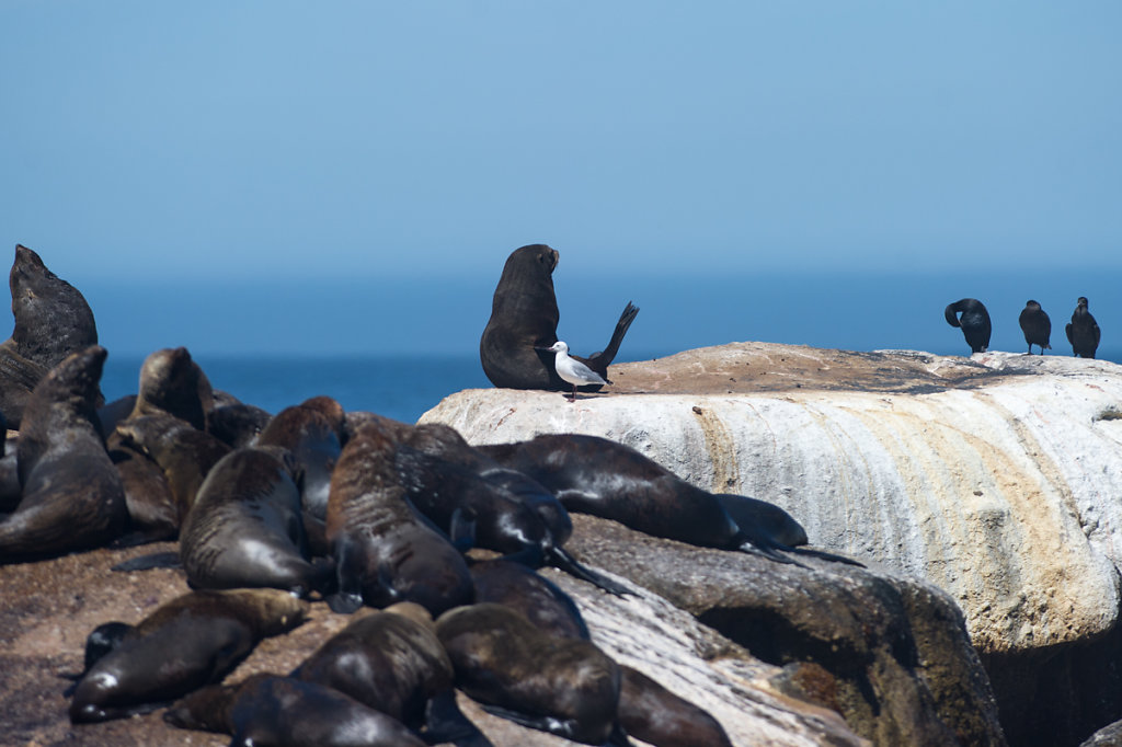 Hout Bay, Duiker Island