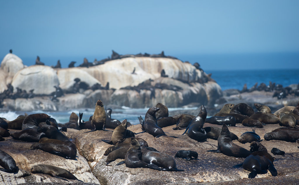 Hout Bay, Duiker Island