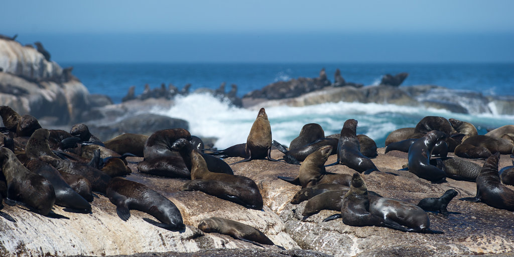 Hout Bay, Duiker Island